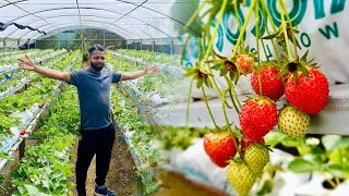 Strawberry 🍓 farms Nuwaraeliya  inside of the polytunnel  greenhouse in Sri Lanka [upl. by Antoni]