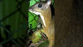 Meet the Mouse deer the tiniest hooved animal on the planet shorts singapore asia [upl. by Norval775]