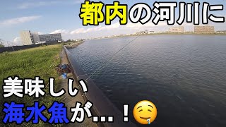 【旧江戸川某所】9月中旬初秋のぶっこみ釣り！最近好調らしい東京都の江戸川区と千葉県市川市、浦安市の境目に流れる一級河川でアオイソメとミミズを餌にして釣りしてみたら…！【20210910】 [upl. by Yemar363]