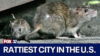 Chicago named rattiest city for 10th year in a row [upl. by Nylyoj]