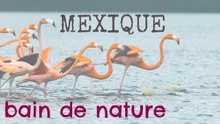 Voyage Mexique  Yucatan un petit paradis à 1h de Mérida [upl. by Euqinitram]