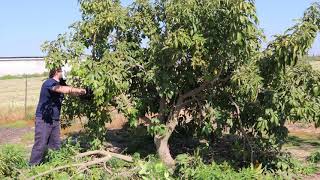 Pruing White Sapote Tree Casimiroa edulis  Exotic Fruit Tree Care  Mexican Apple [upl. by Hokanson]