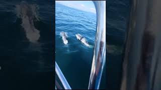 September Dolphin Pods at Mull of Kintyre wildlife scotland sailing shorts gowestsailing [upl. by Kraska]