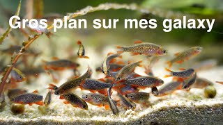 Gros plan sur mes rasboras galaxy [upl. by Urbai]