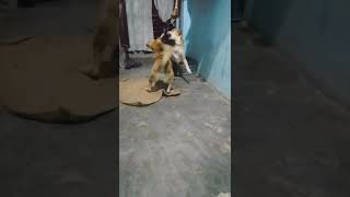 Sikander song 🐕🐶😂 song doglover youtubeshorts funny [upl. by Kassey]