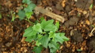 Amazing Native Plants  Cocculus hirsutus chipurutiga dusaritiga katlatige [upl. by Madonia]