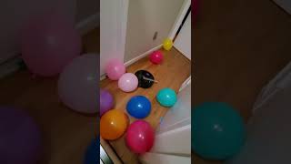 Super Bowl Party 2024  Roomba Death Match [upl. by Brien101]