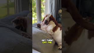 Lazy Dog Breeds Top 4 Ranked by Laziness shorts lazydog dog [upl. by Notsle]