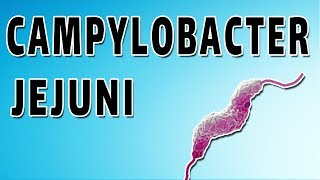 Campylobacter Mechanism and Side Effects [upl. by Bowles]