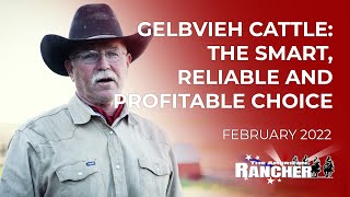 Gelbvieh Cattle The Smart Reliable and Profitable Choice  The American Rancher [upl. by Ahsiekar182]