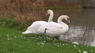 Preening Swans [upl. by Edlun428]