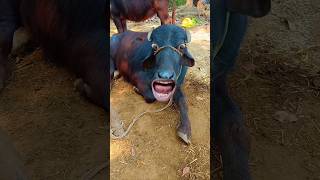 cow mooing sound effect funny 🐄😂cowvideos Shorts [upl. by Alleuol59]