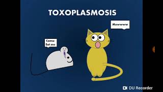 Toxoplasma gondii داء المقوسات داء القطط  التوكسوبلازما [upl. by Kragh810]