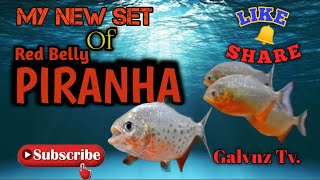 How to care Red Belly Piranha Fry My set of 6 Piranha fry  Galvnz Tv [upl. by Belita]