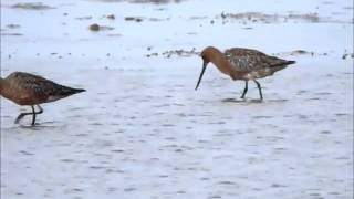 Bar tailed Godwits Crymlyn Burrows 30Apr11 [upl. by Sancho]