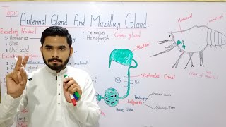 Antennal Glands In Urdu Hindi  Maxillary Gland Or Green Gland In Urdu Hindi  BS Zoology Lecture [upl. by Silvana]