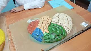 Neuroanatomy quot Telencephalon quot [upl. by Eahcim]