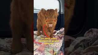 Un petit veau devient un grand taureau  une année incroyable shorts animaux veau taureau [upl. by Gunnar]