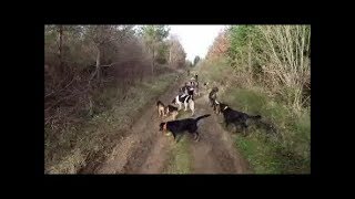 Battue au sanglier Forêt de Rochechouart 28012018 [upl. by Nivrag]