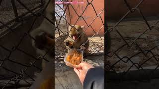 Ronchi monkey 🐒 insano को देखते ही unpe हमला क्यू kar deta था🥹🥹 [upl. by Ahsilaf]