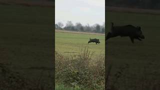 chasse sanglierwildboar hunting [upl. by Colston]