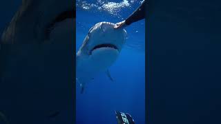 the nictitating membrane is protecting their eye savesharks tigershark ocean sharkdiver sharks [upl. by Eseneg]