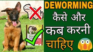 Deworming कैसे और कब करें  Deworming A Dog And Puppy Dogs price list in India [upl. by Sorac]