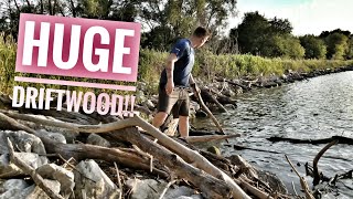 Wild Large Driftwood For Aquarium How to Prepare [upl. by Sinnaiy232]