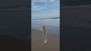 Fighting the seagrass and structure catching whiting trout and sharks tight lines [upl. by Nipsirc644]