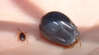 Giant Tick Bites my Dog Rescue dog survives this giant Tick [upl. by Eibob897]