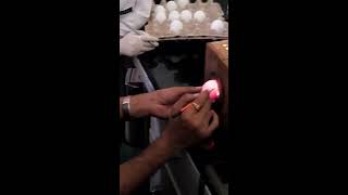 Egg Inoculation 13 Candling and marking of embryonated egg [upl. by Wessling]