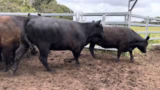 Oakbank Angus Heifers PTIC [upl. by Anoerb]