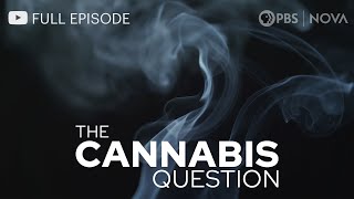 The Cannabis Question I Full Documentary I NOVA I PBS [upl. by Uzia]