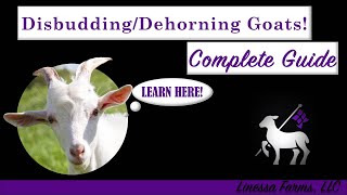 How to Disbud and Dehorn Goats Easy Complete and Comprehensive Guide [upl. by Etak]