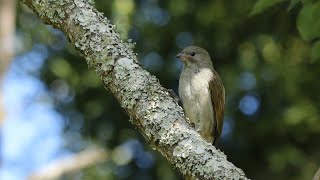 Lesser Honeyguide calling from its favoured songpost [upl. by Pass]