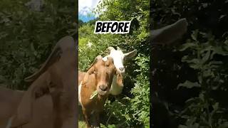 GOATSCAPING Before and After 🐐 [upl. by Judon879]