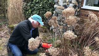 Pruning Hydrangea arborescens ‘Annabelle’ with Adrian Bloom [upl. by Inimak]