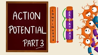 Conduction of nerve impulse  Action Potential Propagation  Saltatory Conduction  Nerve Physiology [upl. by Dodds]