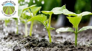 The Basics of Vegetable Garden Irrigation [upl. by Kier]