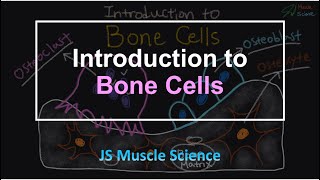 Introduction to Bone Cells  JS Muscle Science [upl. by Stulin611]