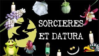 Le Datura et les Sorcières  PAPY 8 [upl. by Beaufert]