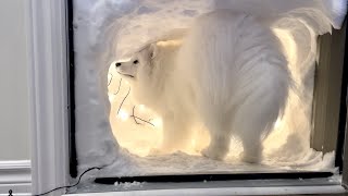 I Made a Snow Cave For My Sled Dog After a Snow Storm [upl. by Livvie]