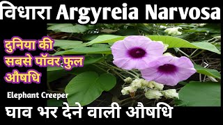 Argyreia Narvosa विधाराएक शक्तिशाली औषधिपहचानफायदे [upl. by Conn]