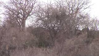 Iraqw tribesman singing Lake Manyara escarpement [upl. by Zirkle585]