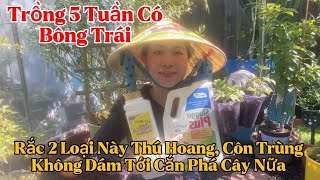 Cách Trồng Rau Củ Quả Tốt Nhanh Có Trái 2 Loại Bột Rắc Đuổi Thú Hoang Cắn Phá Cây [upl. by Jerold]