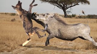 Hopeless Warthog attacks Wild Dog very hard to escape Wild Animals Attack [upl. by Lydie656]