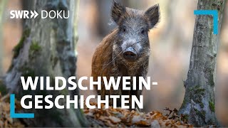 Wildtier Wildjagd Wildküche  Wildschweingeschichten  SWR Doku [upl. by Friedrich238]