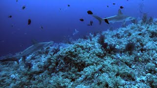 Diving with sharks at Elphinstone  18062023 [upl. by Notselrahc157]