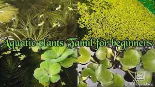 Maintainance of Aquatic plants in Tamil  For beginners without cost [upl. by Nauqas]