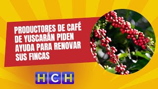 Productores de café de Yuscarán piden ayuda para renovar sus fincas [upl. by Enier]